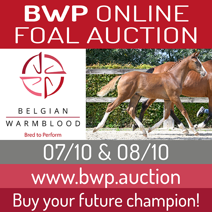 Online Foal Auction